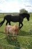 Chevaux Hollande.JPG